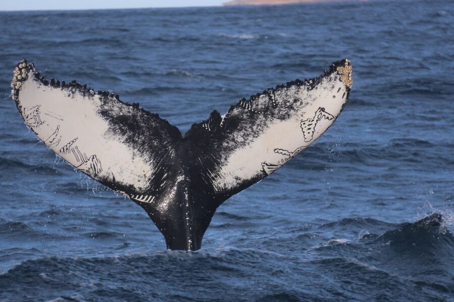 From Dalvik: Arctic Whale Watching in Northern Iceland - The 3-hour itinerary, stop by stop on the water