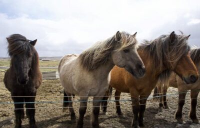 6-Day Icelandic Ring Road Tour