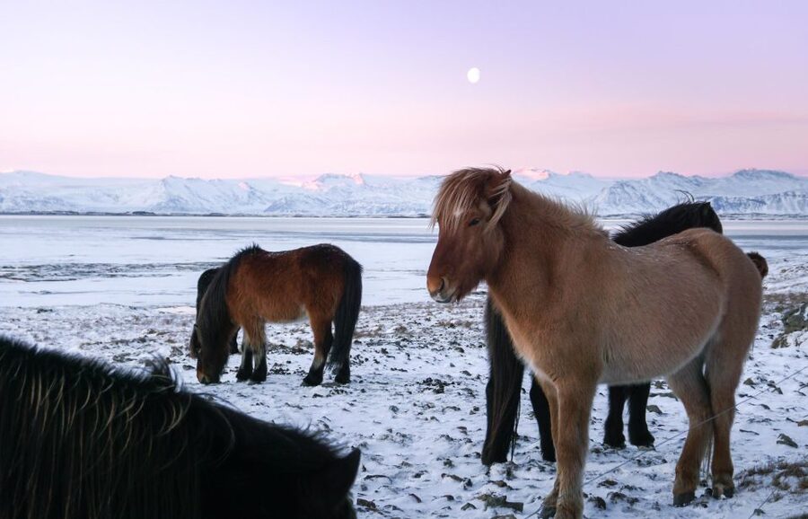 From Reykjavik: 6-Day Icelandic Ring Road Tour - Price and What You’re Actually Buying for $2,439 Per Person