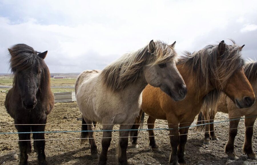 From Reykjavik: 6-Day Icelandic Ring Road Tour - Day 1 Golden Circle and the South Coast Waterfall Circuit