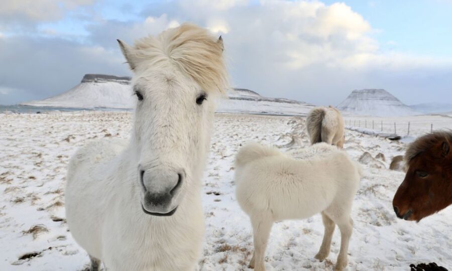 From Reykjavík: Full-day Golden Circle & Horse Riding Tour - Thingvellir National Park: where the plates make the scenery make sense