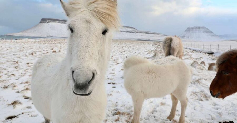 From Reykjavík: Full-day Golden Circle & Horse Riding Tour - The pace of the horse ride, and why it fits this Golden Circle day