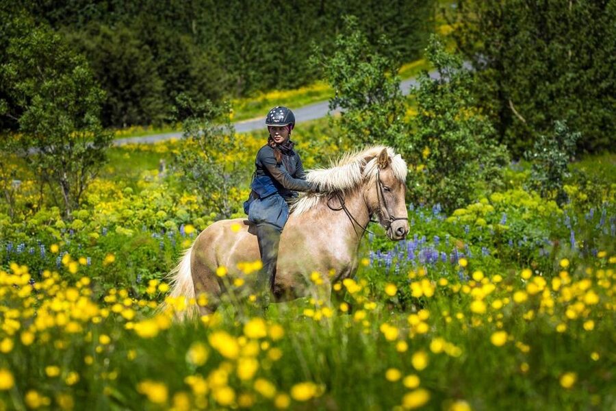 From Reykjavik: Full-Day Horse Riding & Golden Circle Tour - Key points to know before you go