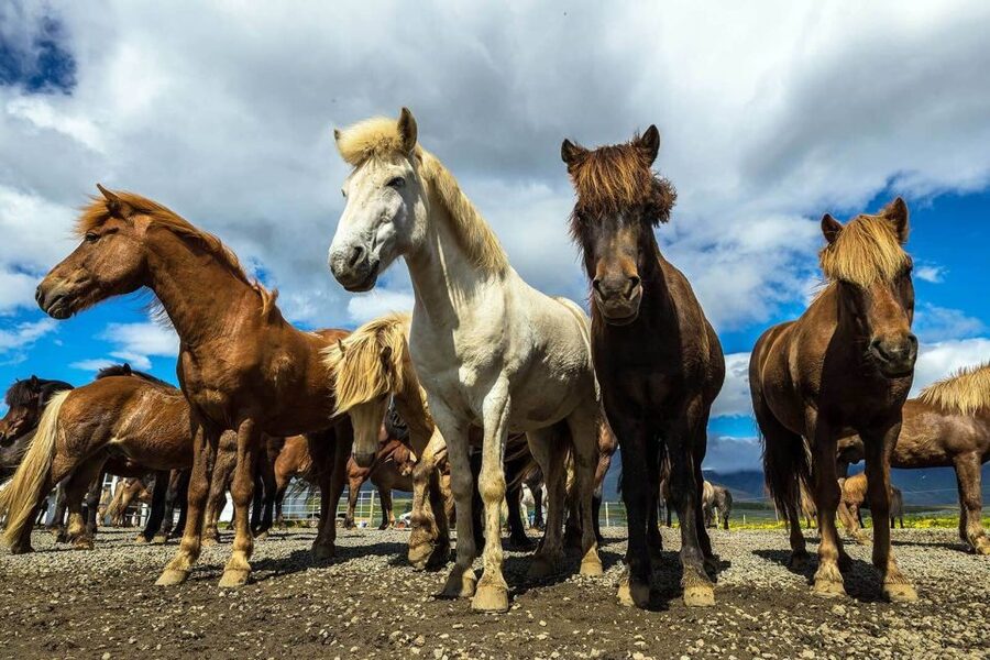 From Reykjavik: Full-Day Horse Riding & Golden Circle Tour - Gullfoss waterfall: big power, photo time, and a bit of shopping