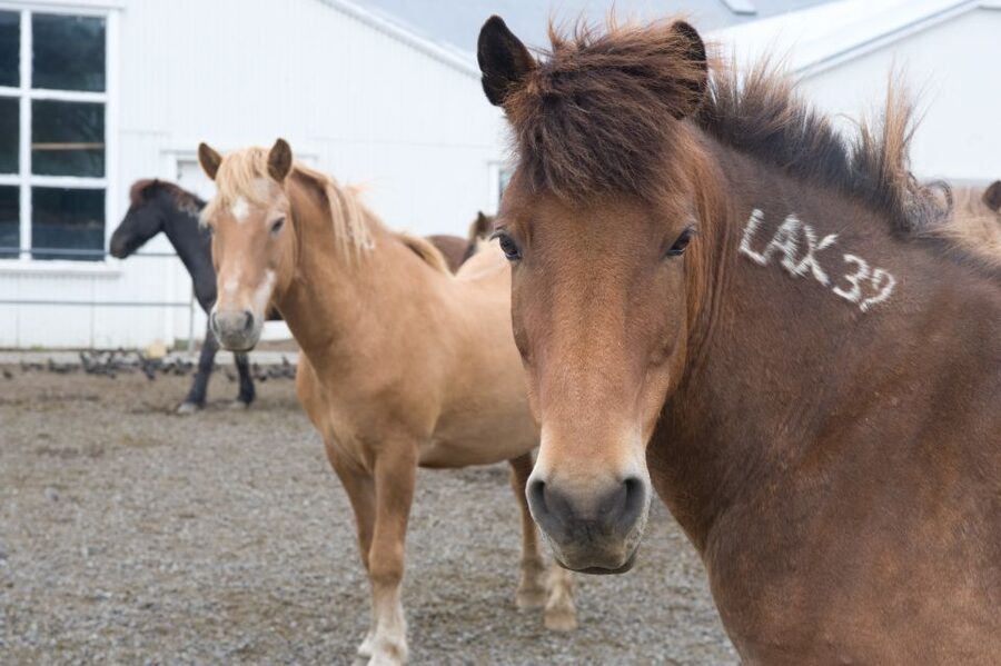 From Reykjavik: Full-Day Horse Riding & Golden Circle Tour - Before you go: small details that can make a big difference