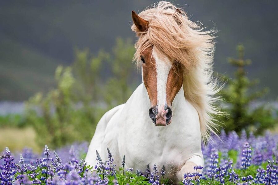 From Reykjavik: Full-Day Horse Riding & Golden Circle Tour - Riding Icelandic horses near Reykjavik: smooth gait, Viking roots, real confidence