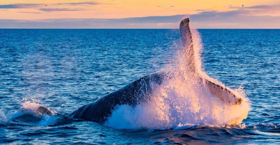From Reykjavik: Full Day Whale Watching & Golden Circle Tour - Key Things I’d Watch for on This Tour