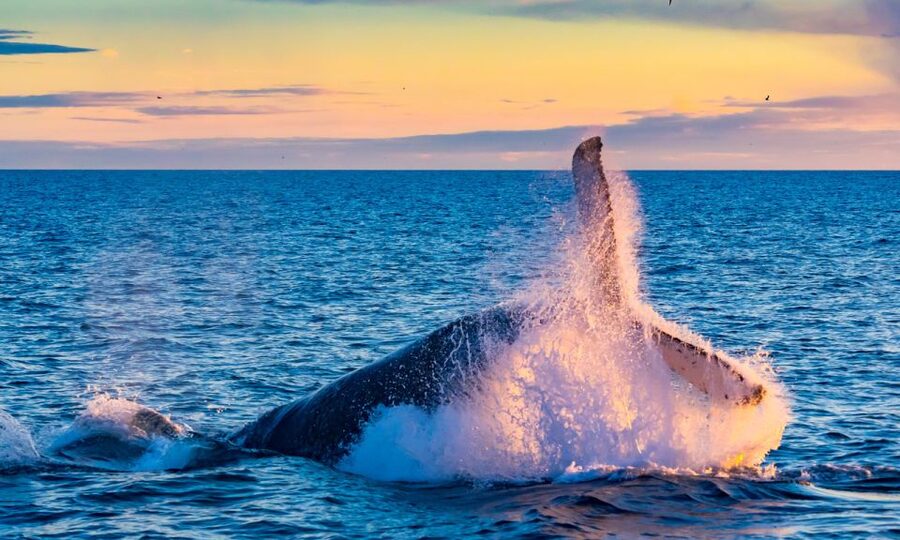 From Reykjavik: Full Day Whale Watching & Golden Circle Tour - Who This Tour Suits Best