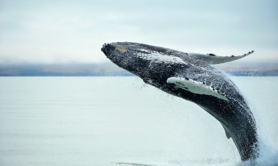 From Reykjavik: Full Day Whale Watching & Golden Circle Tour - How the Day Flits Between Water and Land