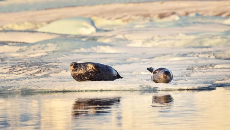 From Reykjavik: Glacier Lagoon and Fjaðrárgjúfur Canyon Tour - Jökulsárlón Glacier Lagoon: The Main Event and Why It’s Worth Waking Up Early