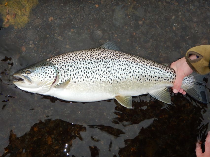 From Reykjavik: Lake and River Fishing Tour - Included gear and permits, plus the point of the whole transport setup