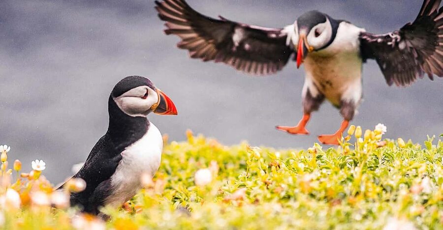 From Reykjavik: Puffin and Volcano Tour in Westman Islands - Key highlights you should care about