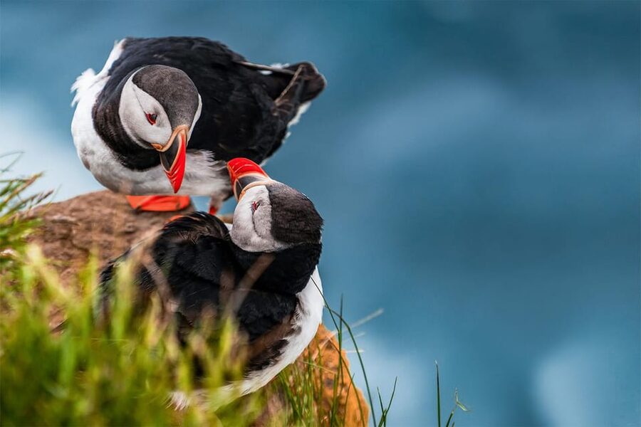 From Reykjavik: Puffin and Volcano Tour in Westman Islands - Stórhöfði Cape puffins: where your binoculars earn their keep