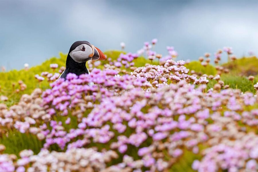 From Reykjavik: Puffin and Volcano Tour in Westman Islands - Eldheimar Museum: the eruption story behind the scenery
