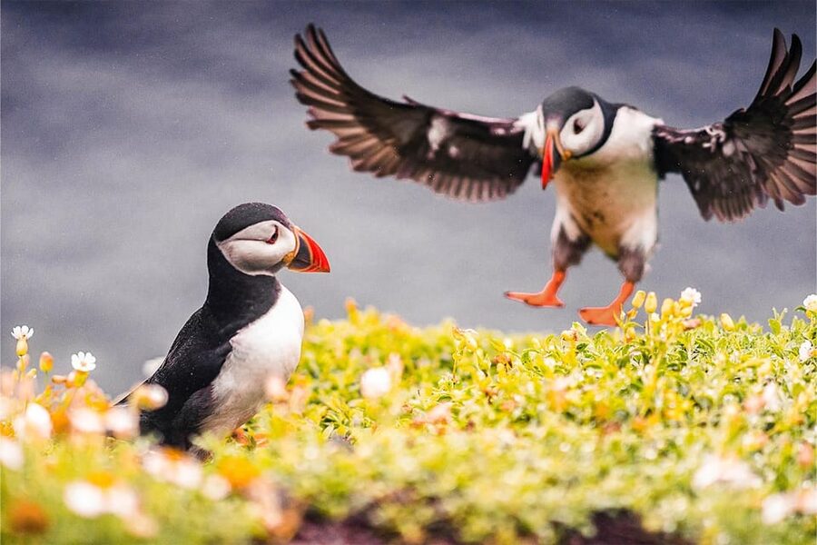 From Reykjavik: Puffin and Volcano Tour in Westman Islands - Hike up Mt. Eldfell: where the views justify the effort
