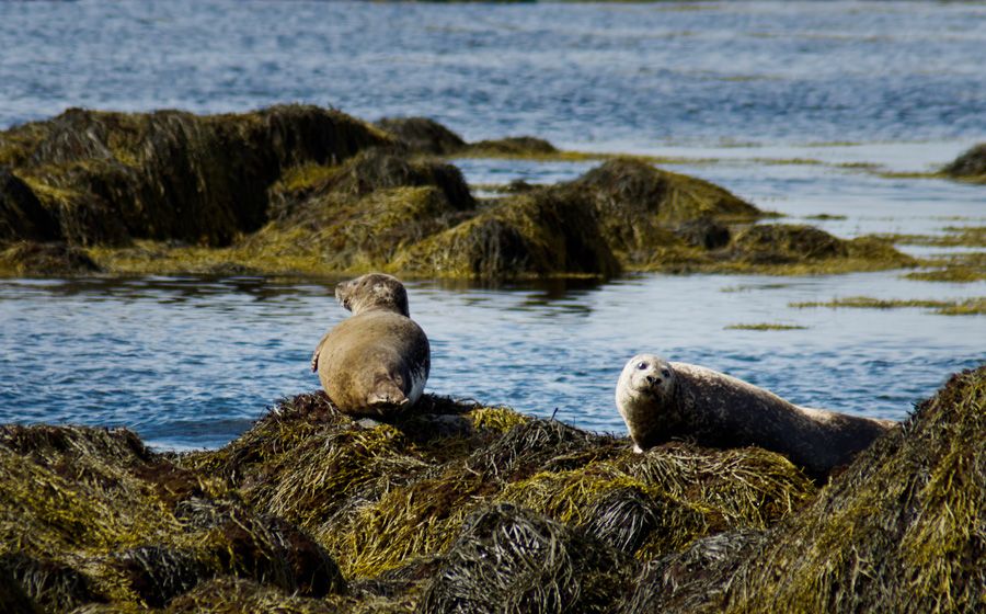 From Reykjavik: Snaefellsnes - Small Group, Lunch Included - Getting there from Reykjavik: small group comfort, big coverage