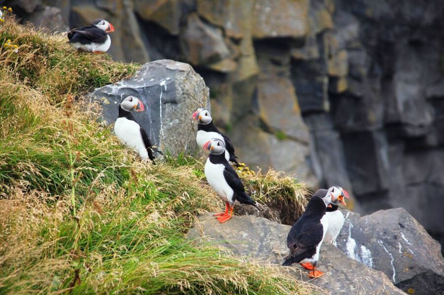From Reykjavik: South Coast Small-Group Tour - Vik Lunch and the Sea Stacks That Feel Like a Legend