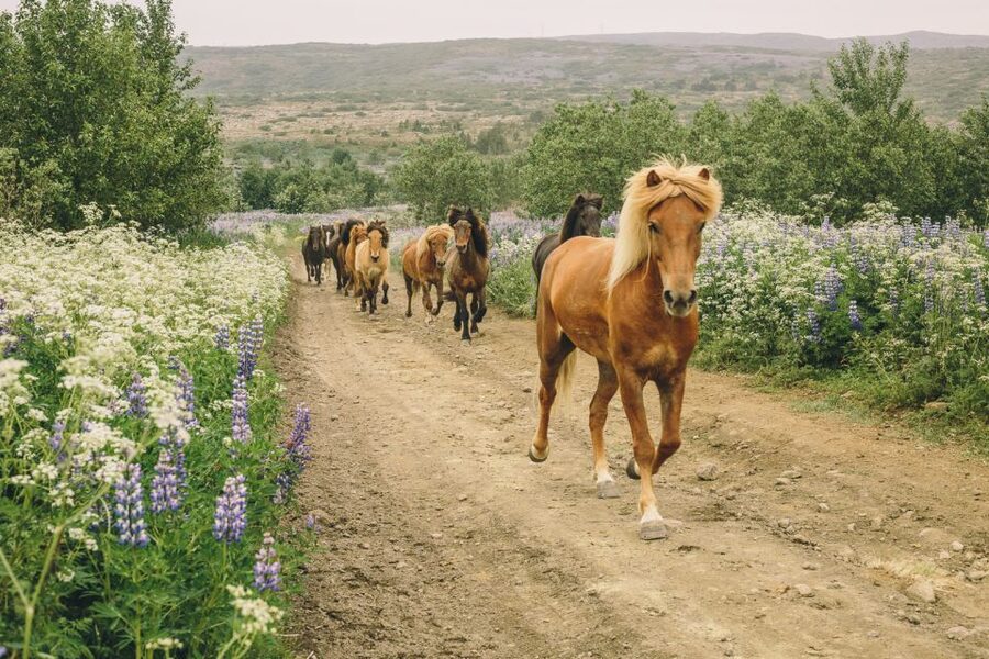 From Reykjavík: Viking Horseback Tour in Hafnarfjörður - Icelandic gaits you’ll be riding: tölt, trot, and canter (with the right horse)