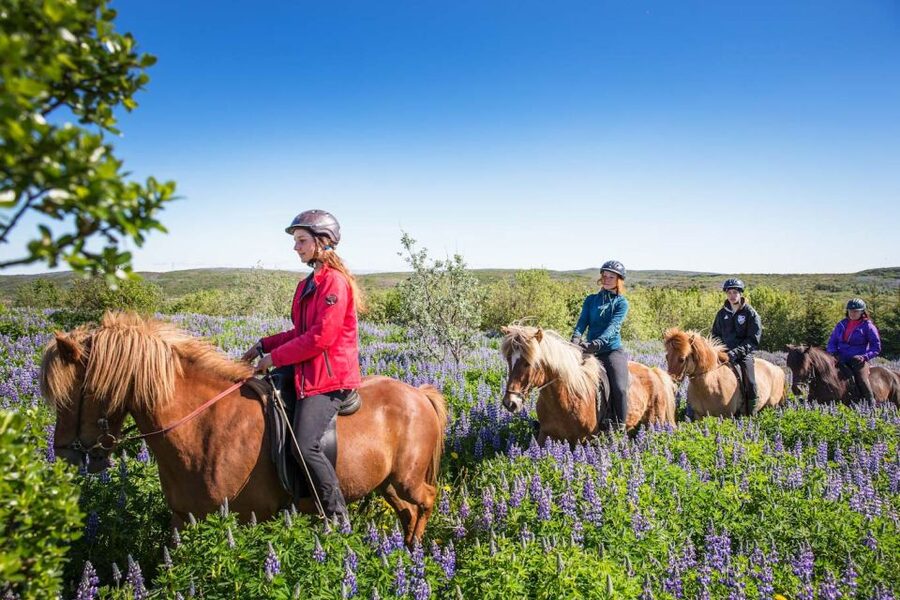 From Reykjavík: Viking Horseback Tour in Hafnarfjörður - Route expectations: lava fields, lakes, mountains, and a lot of sky