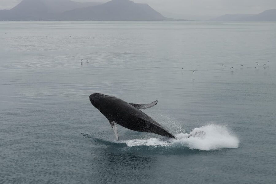 From Reykjavik: Whale Watching Tour - Key takeaways before you go