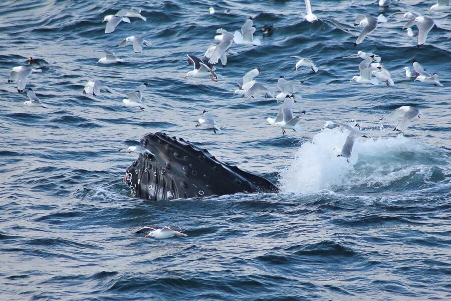 From Reykjavik: Whale Watching Tour - Reykjavik whale watching, where the ocean does the talking