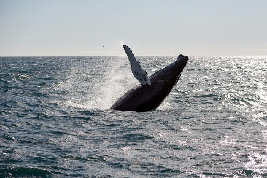 From Reykjavik: Whale Watching Tour - Kollafjöður: birds first, whales second, and scenery always