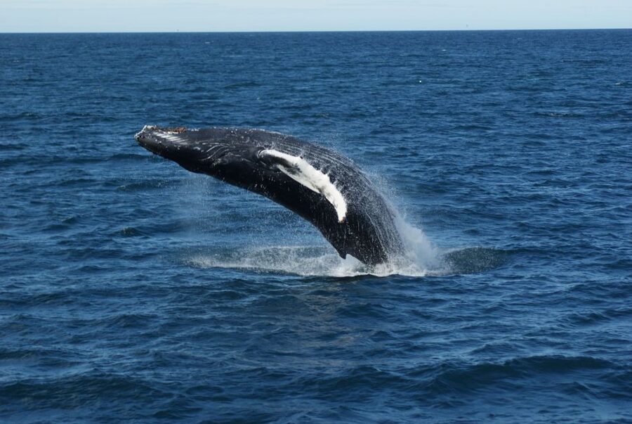 From Reykjavik: Whale Watching Tour - Faxaflói Bay whale hunting: humpbacks, minke whales, and dolphin pods