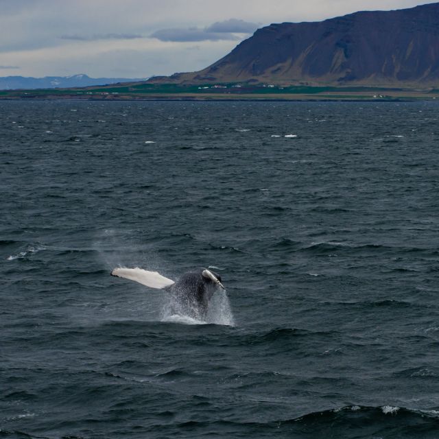 From Reykjavik: Whale Watching Tour - The views that make waiting feel worth it