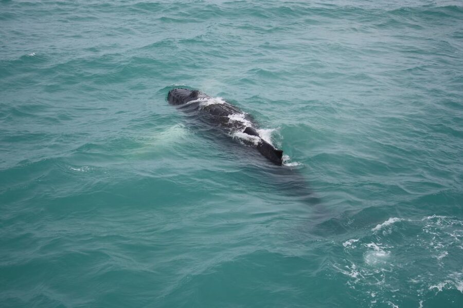 From Reykjavik: Whale Watching Tour - Comfort and motion control on board Reykjavik Sailors