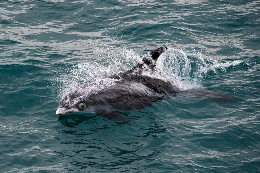 From Reykjavik: Whale Watching Tour - How the guides raise your odds, from spotting cues to humor