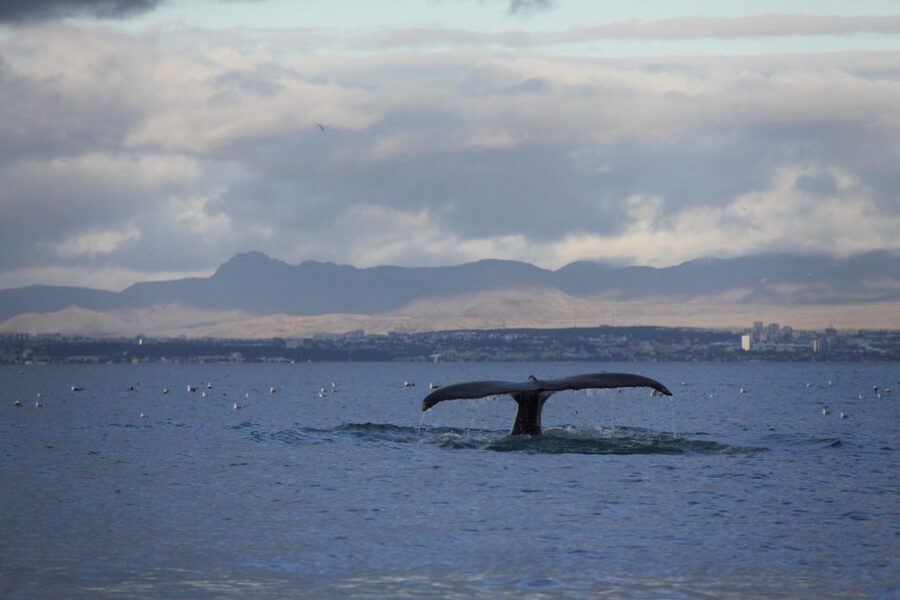 From Reykjavik: Whale Watching Tour by Speedboat - Who should book this Reykjavik whale watching speedboat trip