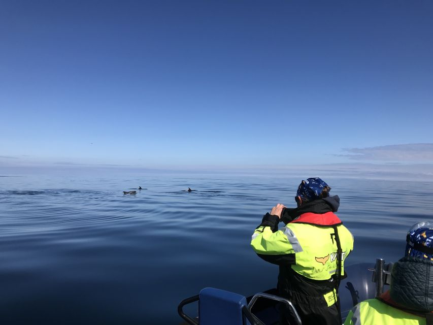 From Reykjavik: Whale Watching Tour by Speedboat - Faxaflói Bay wildlife search: whales, dolphins, seals, and seabirds where spotting is harder