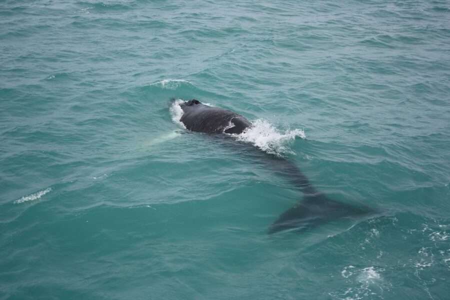 From Reykjavik: Whale Watching Tour - Getting from Geirsgata 11 to the open water