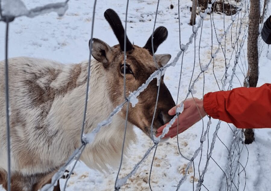 From Seyðisfjörður Port: Stuðlagil Canyon and Reindeer Park - Key things you’ll remember