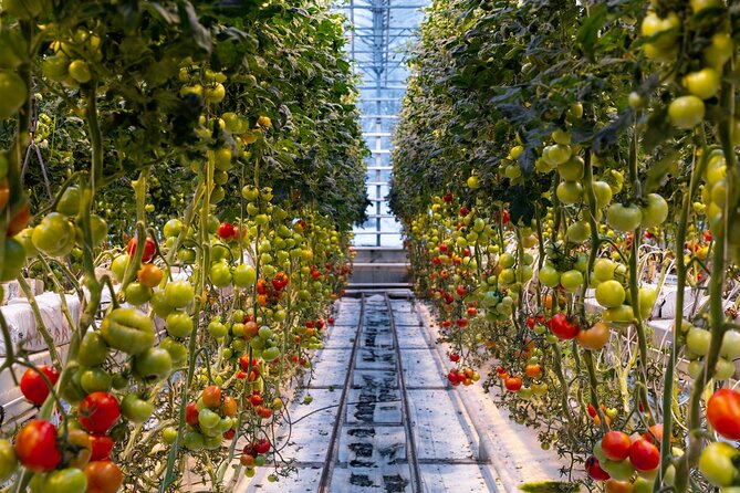 Golden Circle and Lunch at Fridheimar Tomato Farm - with photos - Friðheimar tomato farm lunch: the greenhouse reset you actually remember