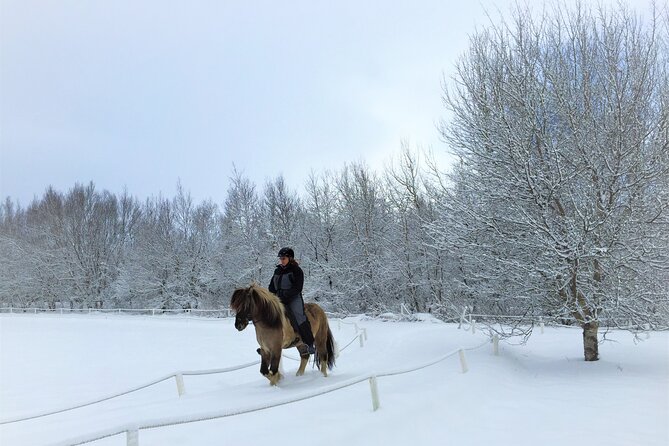 Golden Circle, Fridheimar Farm & Horses Small Group Tour from Reykjavik - Hotel pickup and the minibus reality: how to make the day easy