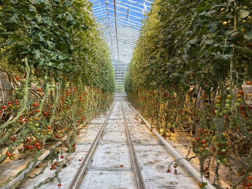 Golden circle, hot spring bakery, tomato farm private tour - Quick hits