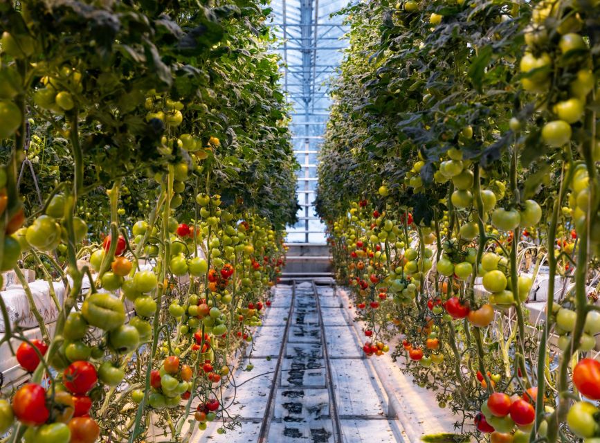 Golden Circle & Lunch at Fridheimar Tomato Farm- with photos - What the $253 Price Means for a 7-Hour Golden Circle Day