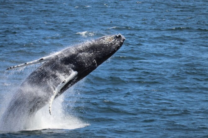 Guided Whale Watching Experience from Reykjavik - Key Highlights You’ll Feel on the Boat