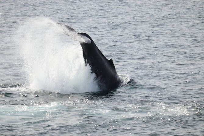 Guided Whale Watching Experience from Reykjavik - Why Faxaflói Bay Whale Watching Feels Like a Real Iceland Boat Ride