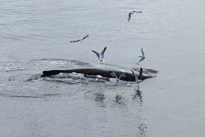 Guided Whale Watching Experience from Reykjavik - The Whale Hunt: What the Guides Do and Why You Might Still Come Up Empty