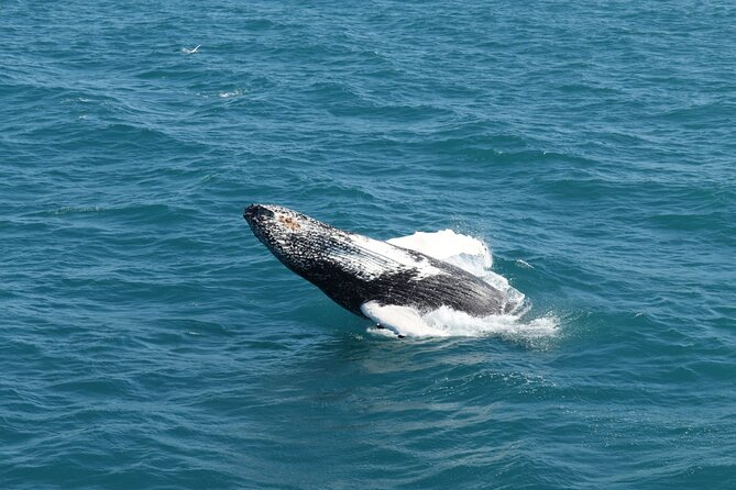 Guided Whale Watching Experience from Reykjavik - The Views You Get While You’re Waiting for a Spout