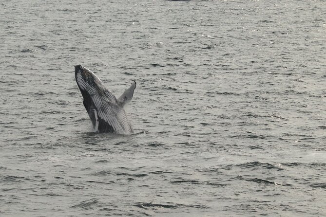 Guided Whale Watching Experience from Reykjavik - Warm Up Like a Pro After You’re Back at Old Harbour