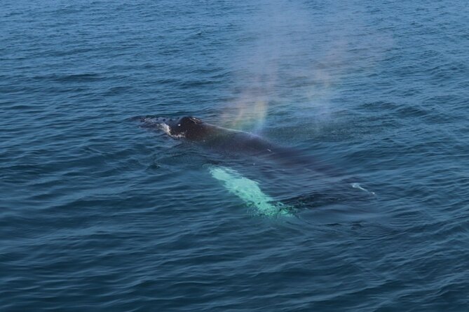 Guided Whale Watching Experience from Reykjavik - Price and Time: Is It Good Value for $97?