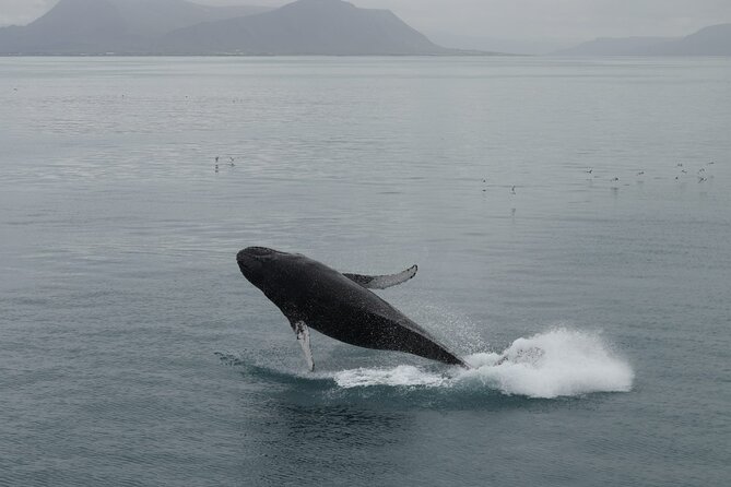 Guided Whale Watching Experience from Reykjavik - Heated Cabins, Overalls, and Seasickness Help That Actually Makes Sense