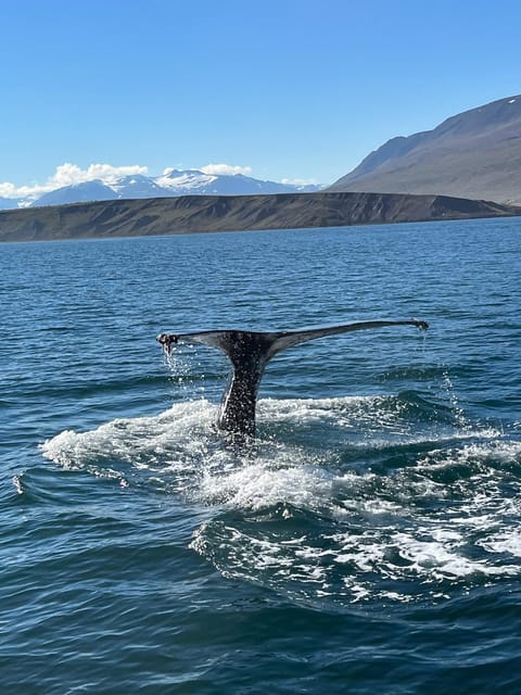 Hauganes: Whale Watching North Iceland - Key Things That Make This Trip Work