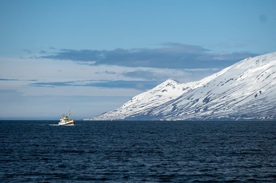 Hauganes: Whale Watching North Iceland - Guides, Quiet Moves, And The Constant-Speed Approach