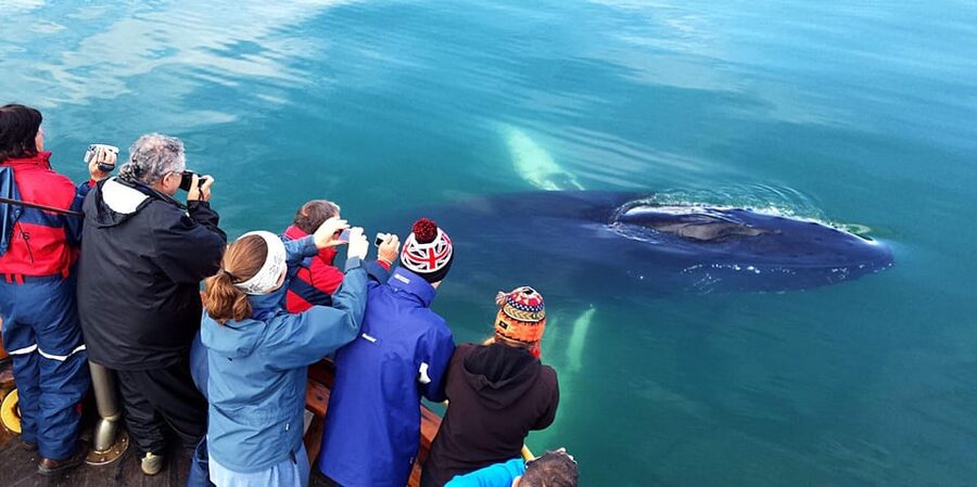 Hauganes: Whale Watching North Iceland - What You Might See In Eyjafjörður: Humpbacks, Close Surfaces, And Small Surprises