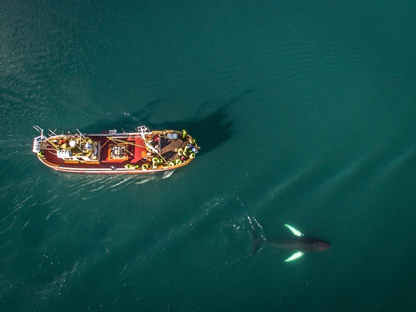 Hauganes: Whale Watching North Iceland - Price And Value: Why $106 Feels Fair Here