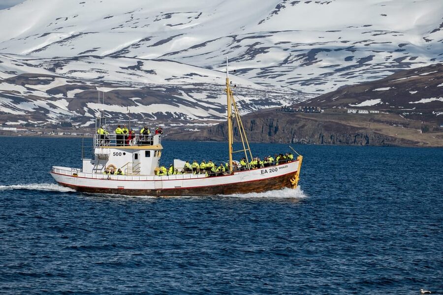 Hauganes: Whale Watching North Iceland - FAQ